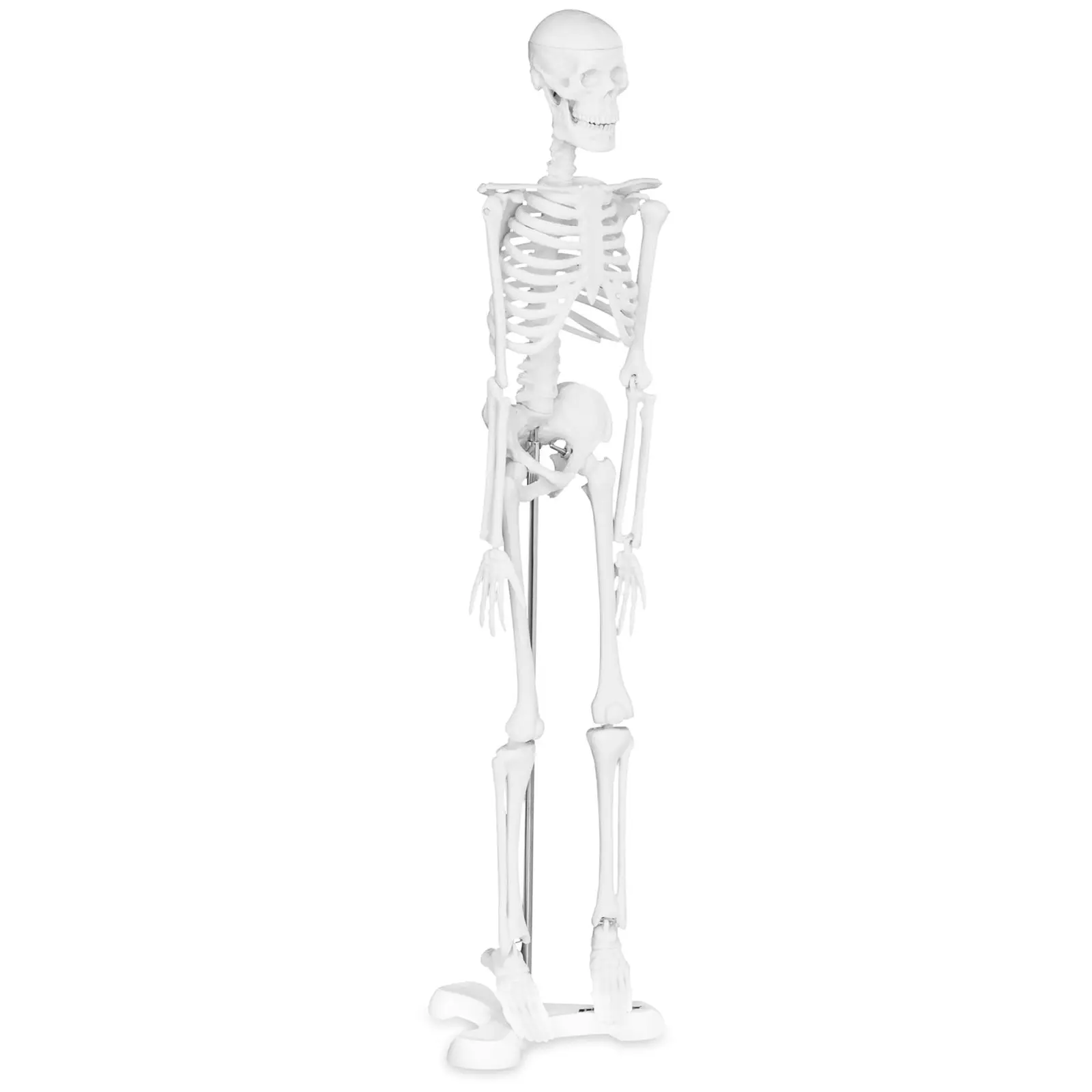 Mini model kostry člověka měřítko 1:4 (45 cm) - Anatomické modely physa