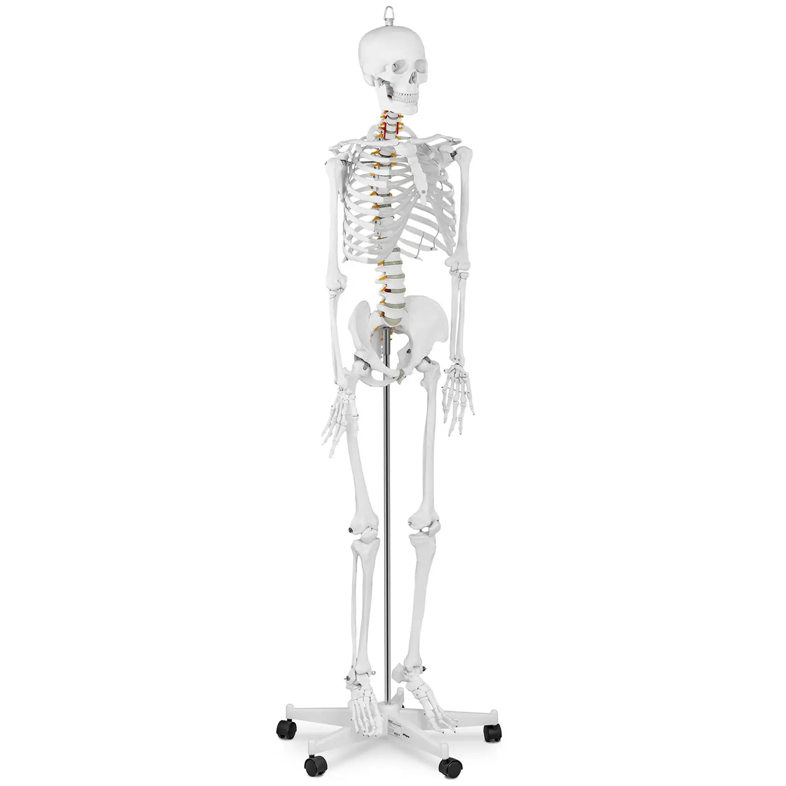 Model kostry člověka životní velikost 176 cm - Anatomické modely physa