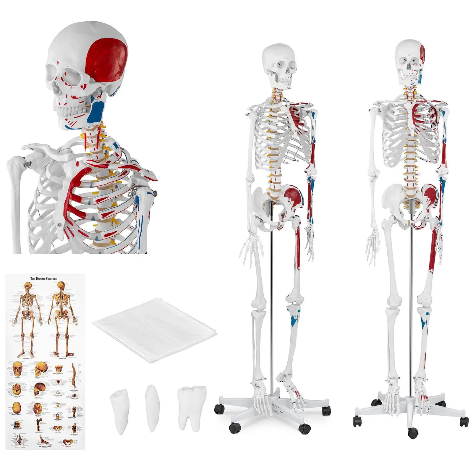 Model kostry člověka životní velikost 180 cm s barevným značením - Anatomické modely physa
