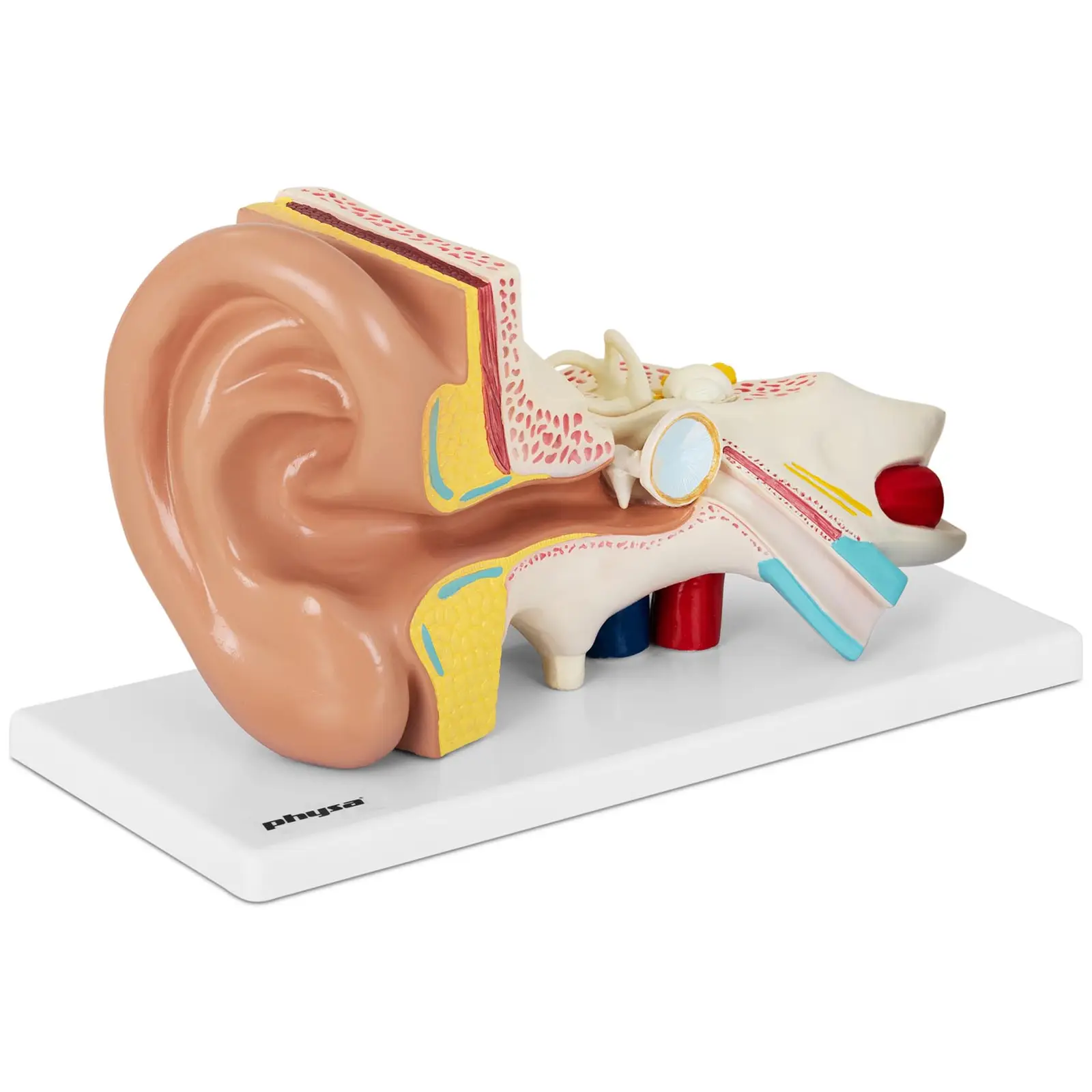 Model lidského ucha rozložitelný na 4 díly dvojnásobné zvětšení - Anatomické modely physa