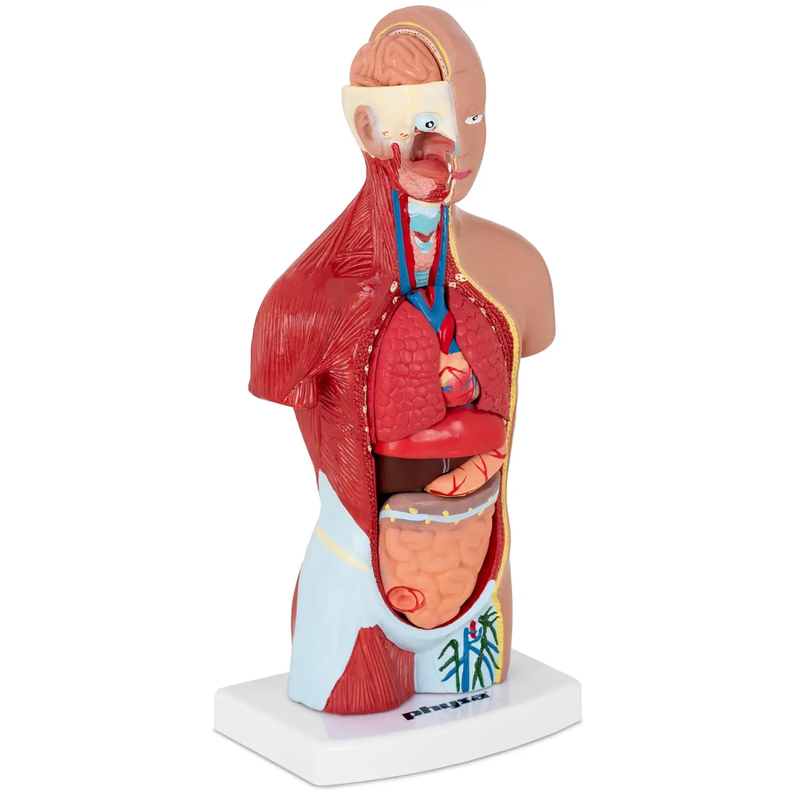 Model lidského trupu rozložitelný na 15 dílů výška 26 cm - Anatomické modely physa