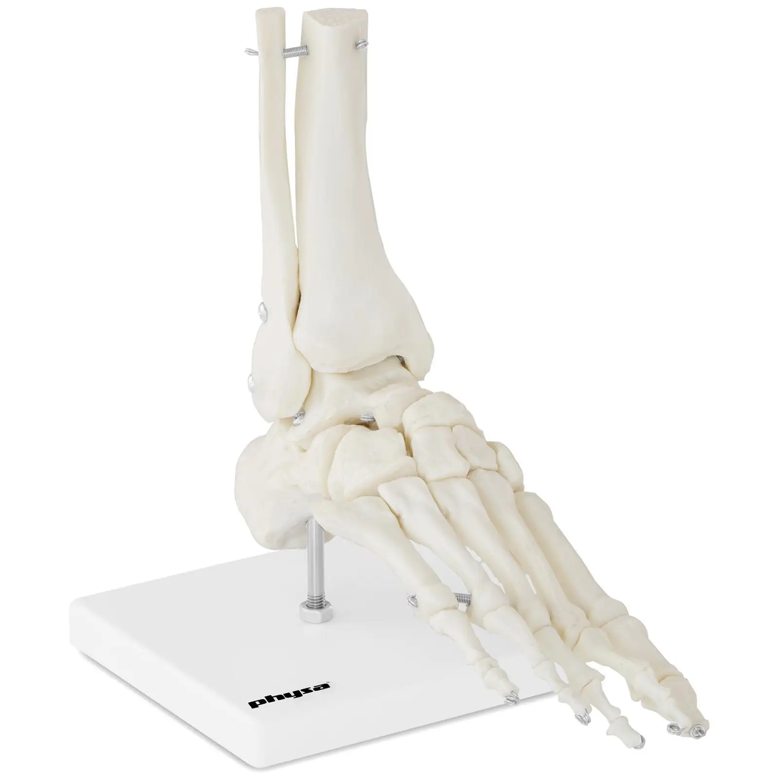 Model kostry chodidla a kotníku - Anatomické modely physa