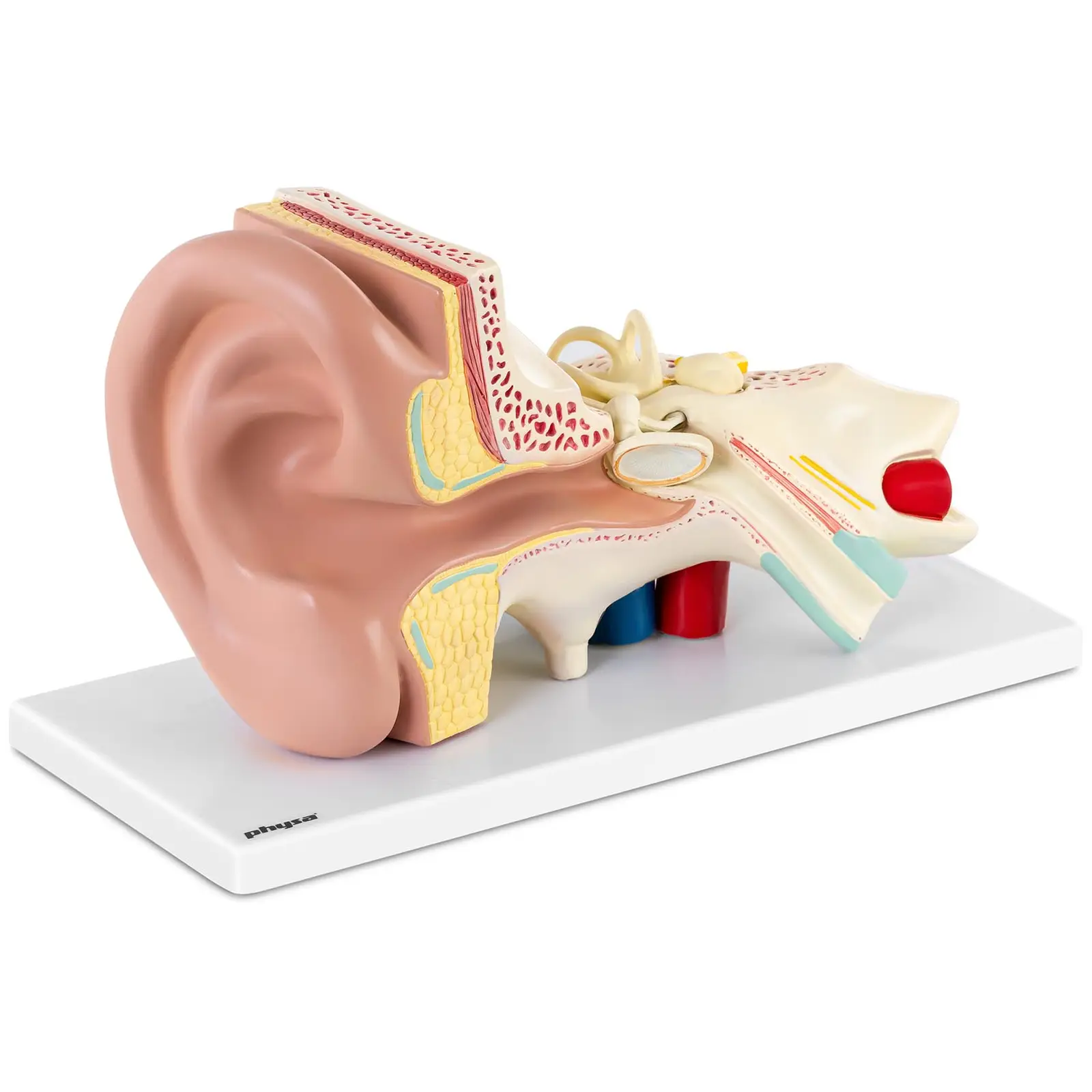 Model ucha rozložitelný na 4 částí trojnásobně zvětšený - Anatomické modely physa