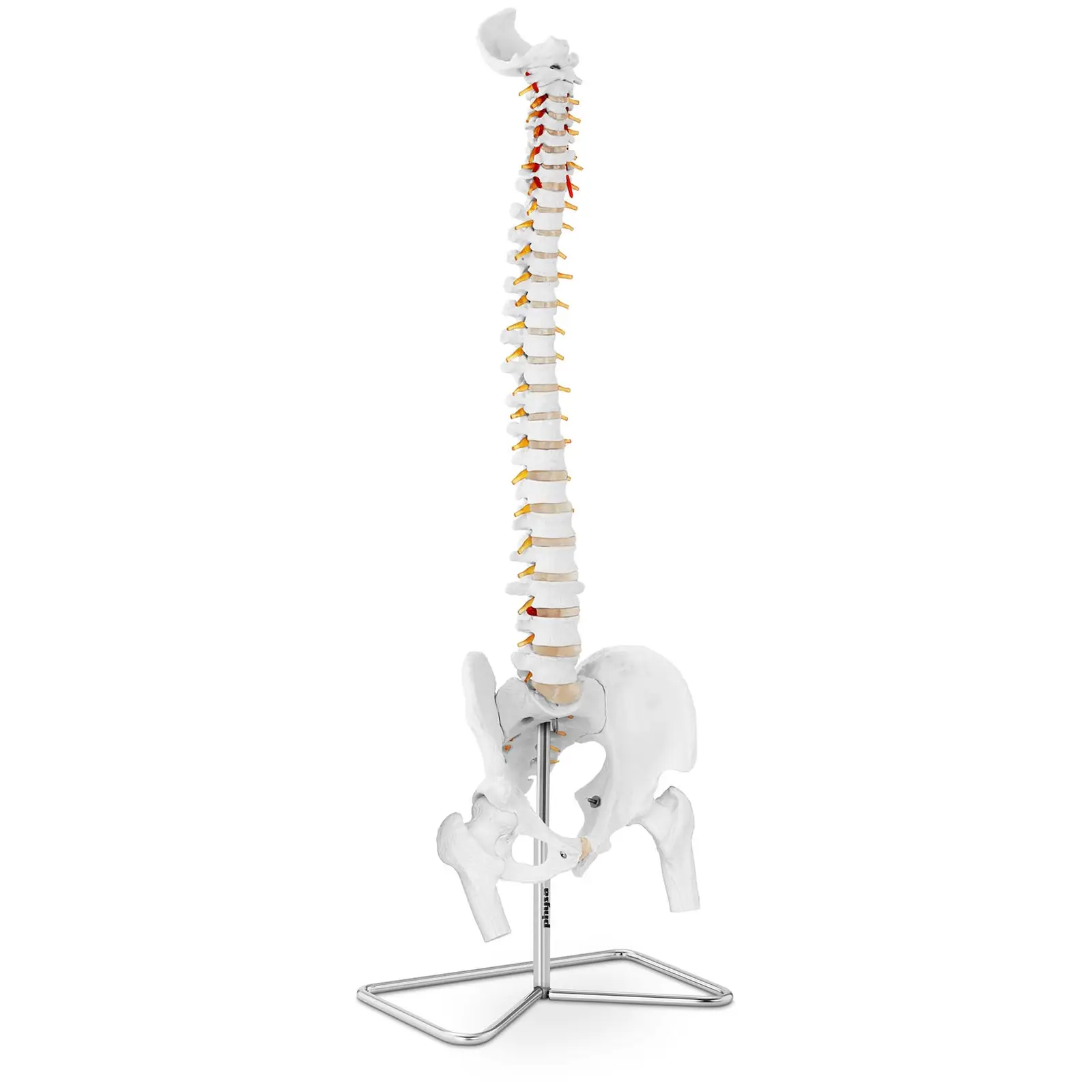 Model páteře s pánví včetně hlaviček stehenních kostí - Anatomické modely physa